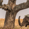 Serengeti NP, the Elephants had smelled the Leopard in the branch way before they passed under the tree, this female made it clear to the Leopard that he would stand no chance